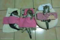 Настя Комарніцька фотография #49 (источник - https://vk.com/id94752324)