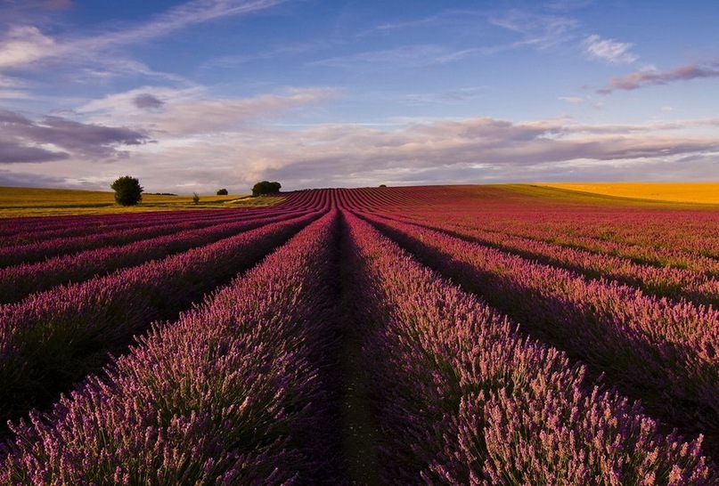 Ольга Петрова фотография #33