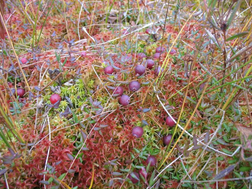 Константин Костин фотография #40