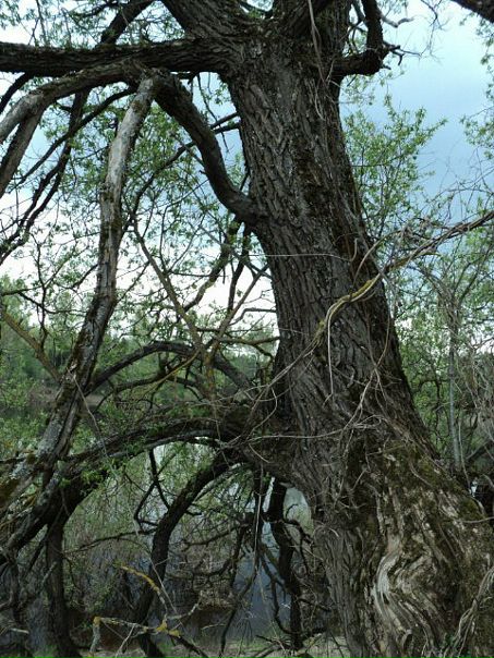 Ло Киф фото №25