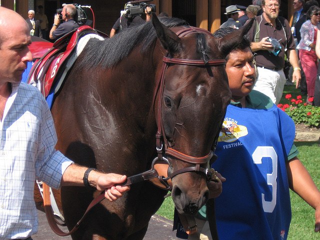 Девил Кобыла фотография #12