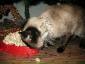 Діаночка Близнюк фотография #50 (источник - https://vk.com/id64428675)