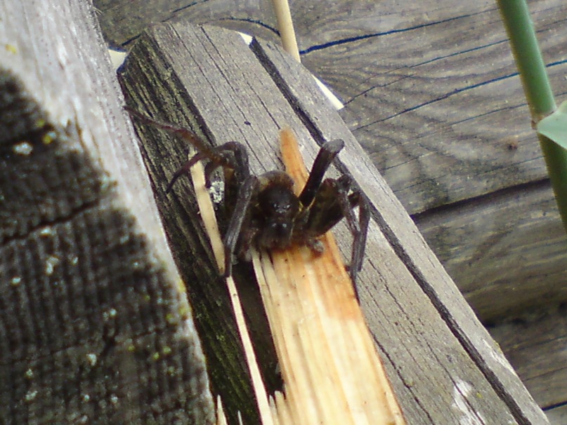 Andrei Timashov фотография #5