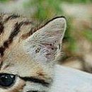 Віка Костевка фотография #27 (источник - https://vk.com/id151551439)