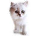 Світлана Дмитрів фотография #39 (источник - https://vk.com/id155773559)