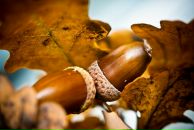 Anton Petroff фотография #43 (источник - https://vk.com/id1179318)