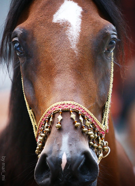 Eva Mare фотография #1