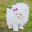 Анастасія Гевак фотография #9 (источник - https://vk.com/id221923975)