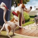 Королівський Пікінес фотография #9 (источник - https://vk.com/id161225445)