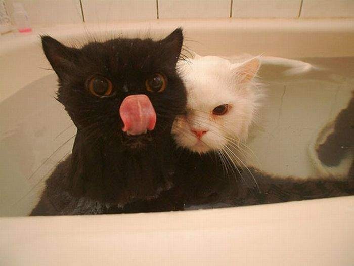 Лис Котов фотография #25