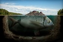 Крихітка Жучок фотография #30 (источник - https://vk.com/id139787810)