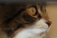 Фотография Гурочкиной Ирины