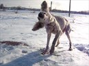 Kazakhy Tazy фотография #10 (источник - https://vk.com/id166144282)