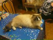 Фотография Пристой Василины