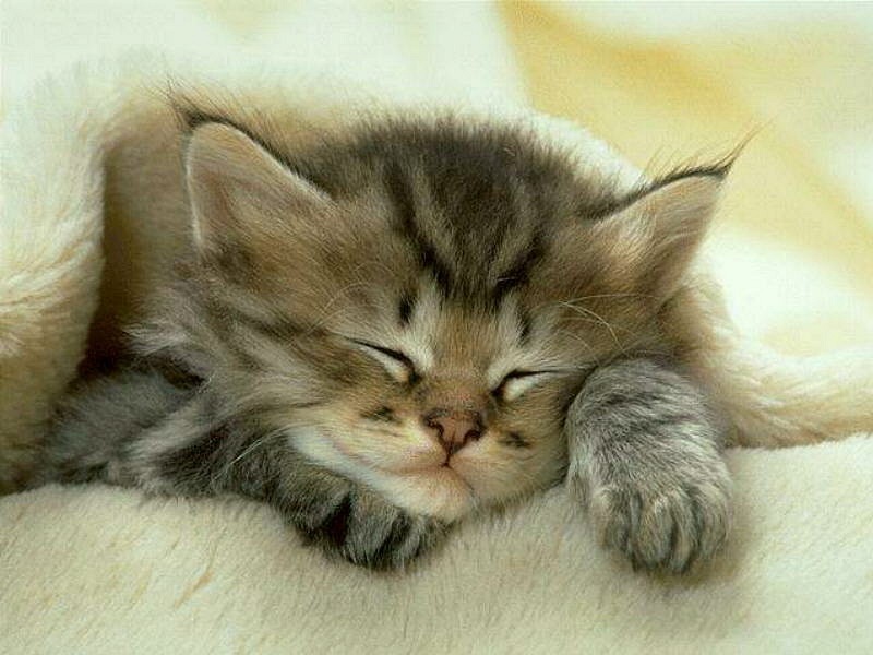 Дмитрий Королёв фотография #22