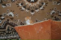 Андрей Рыбкин фотография #48 (источник - https://vk.com/id2490301)