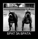 Фотография Дмитриева Димона