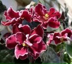 Фотография Власовой Ольги