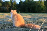 Віка Смалько фотография #24 (источник - https://vk.com/id29911926)