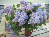 Фотография Золотухиной Натальи