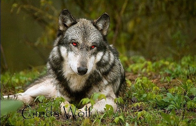 Killer Wolf фотография #3