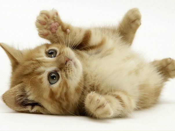 Катя Ноженко фото №9