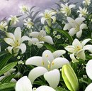 Маріка Мороз фотография #30 (источник - https://vk.com/id161988119)