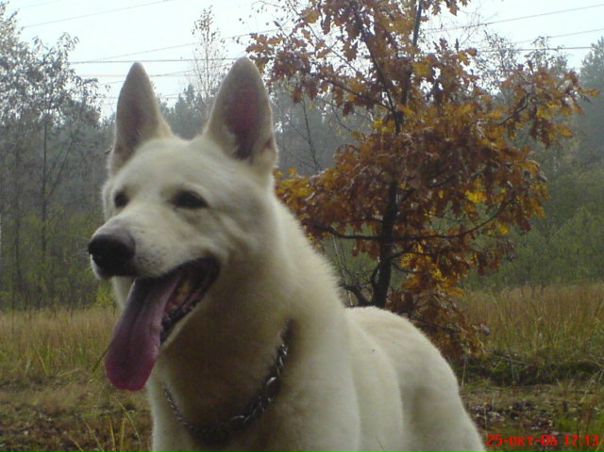 Bark Собакин фото №3