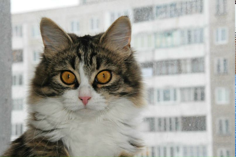 Антон Салянский фотография #44