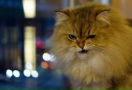 Сергей Голуб фотография #39 (источник - https://vk.com/id548478)