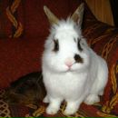 Фотография Волковой Дианы