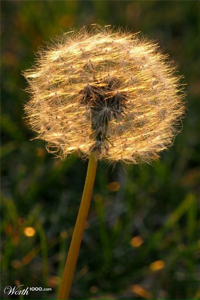 Mario Super фото №33