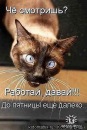 Марк Котов фотография #2 (источник - https://vk.com/id58960494)