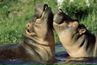 Фотография Косикова Вардана