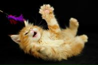 Фотография Комарова Николая