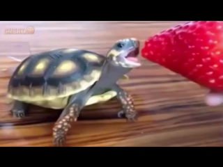 Приколы январь 2017 №269