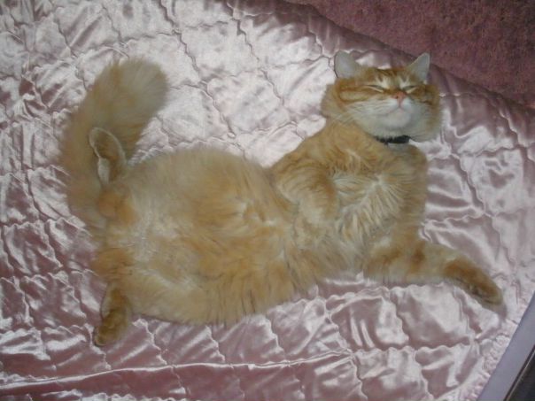Red Kat фото №5