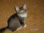 Фотография Голощапова Александра