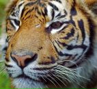 Фотография Шарафутдинова Рината