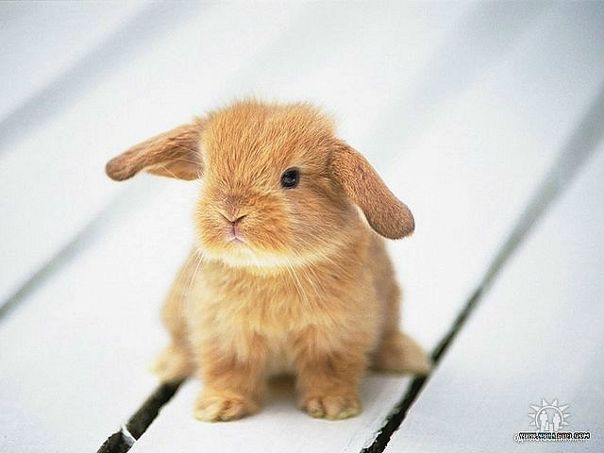 Ella ........ фото №19