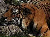 Фотография Никулиной Любови