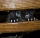 Фотография Иванова Алексея