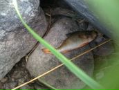 Илья Ампилов фотография #30 (источник - https://vk.com/id8529326)