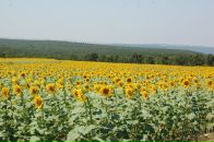 Fetih Can фотография #6 (источник - https://vk.com/id85987052)