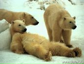 Фотография Дятлова Кирилла