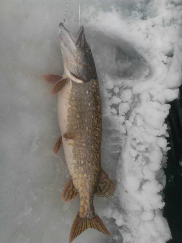 Андрей Гордейко фотография #21