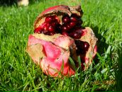 Фотография Якуши Анны