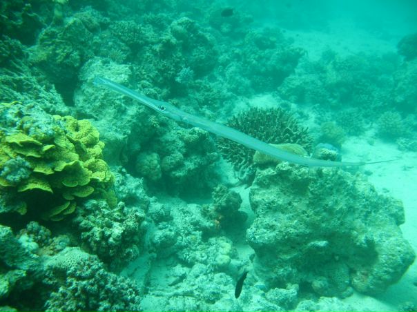 Евгений Коновалов фото №39