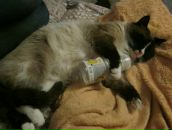 Світлана Куслива фотография #12 (источник - https://vk.com/id65058121)