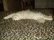 Фотография Алексеева Алексея